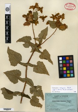 Calceolaria velutina image