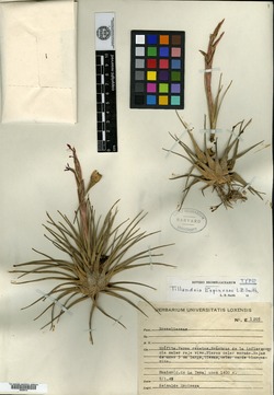 Tillandsia espinosae image