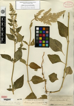 Iresine heterophylla image