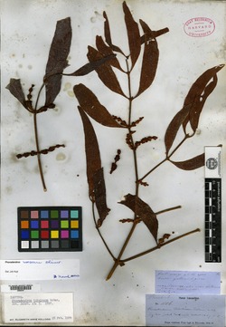 Phoradendron tubulosum image