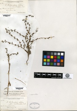Echinospermum redowskii var. occidentale image