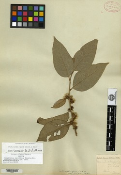 Piptocarpha opaca subsp. opaca image