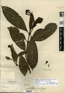 Palicourea conephoroides image