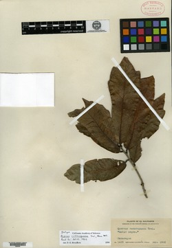 Quercus vicentensis image
