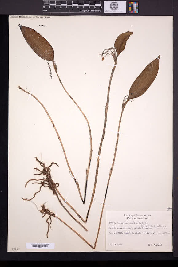 Lepanthes ruscifolia image