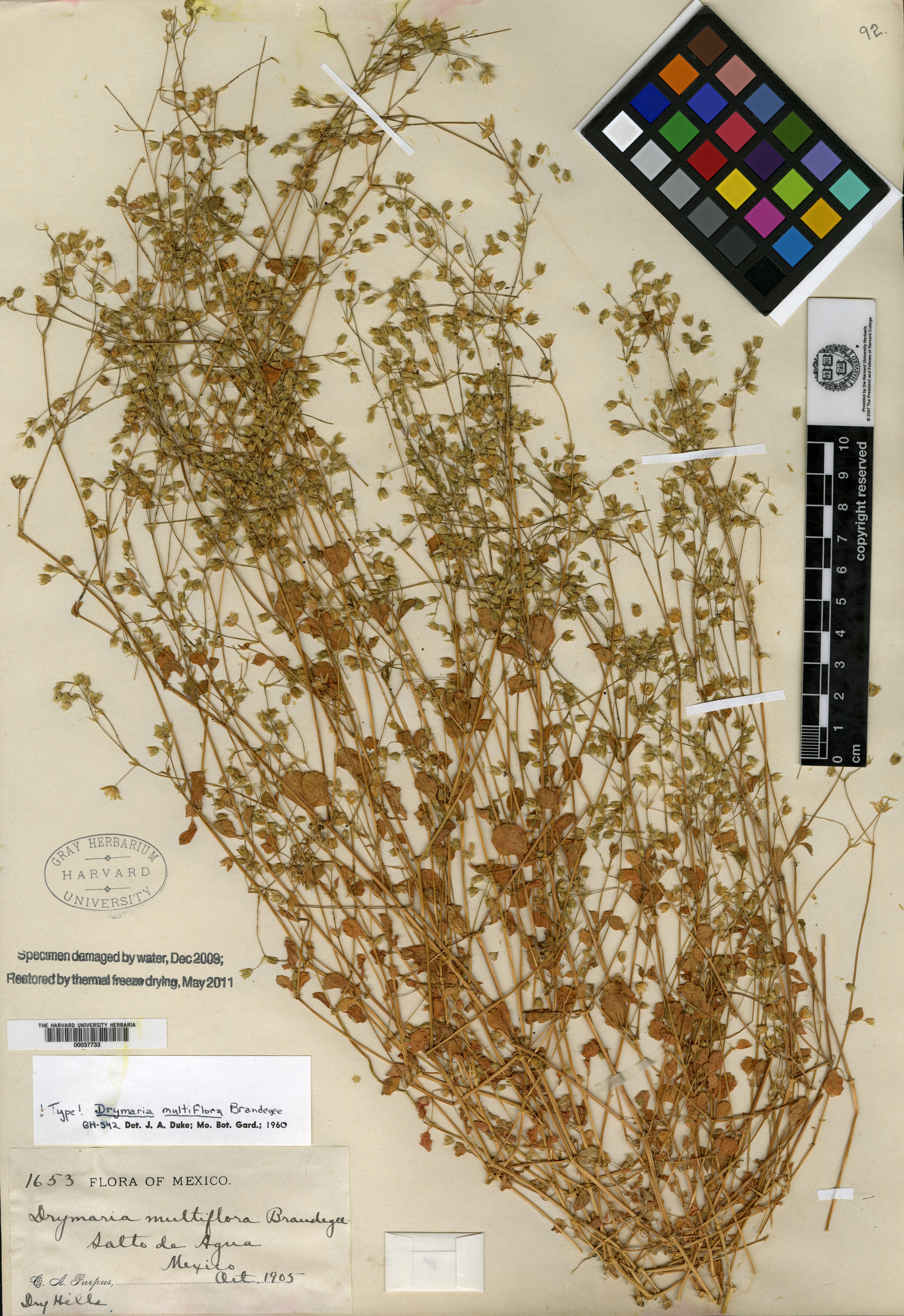 Drymaria multiflora image
