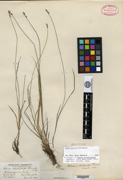 Carex elachycarpa image