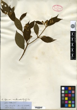 Solanum sprucei image