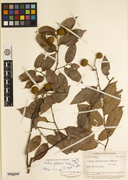 Mollia globularis image
