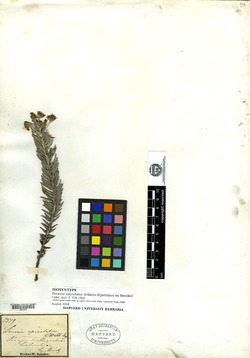 Monticalia apiculata image
