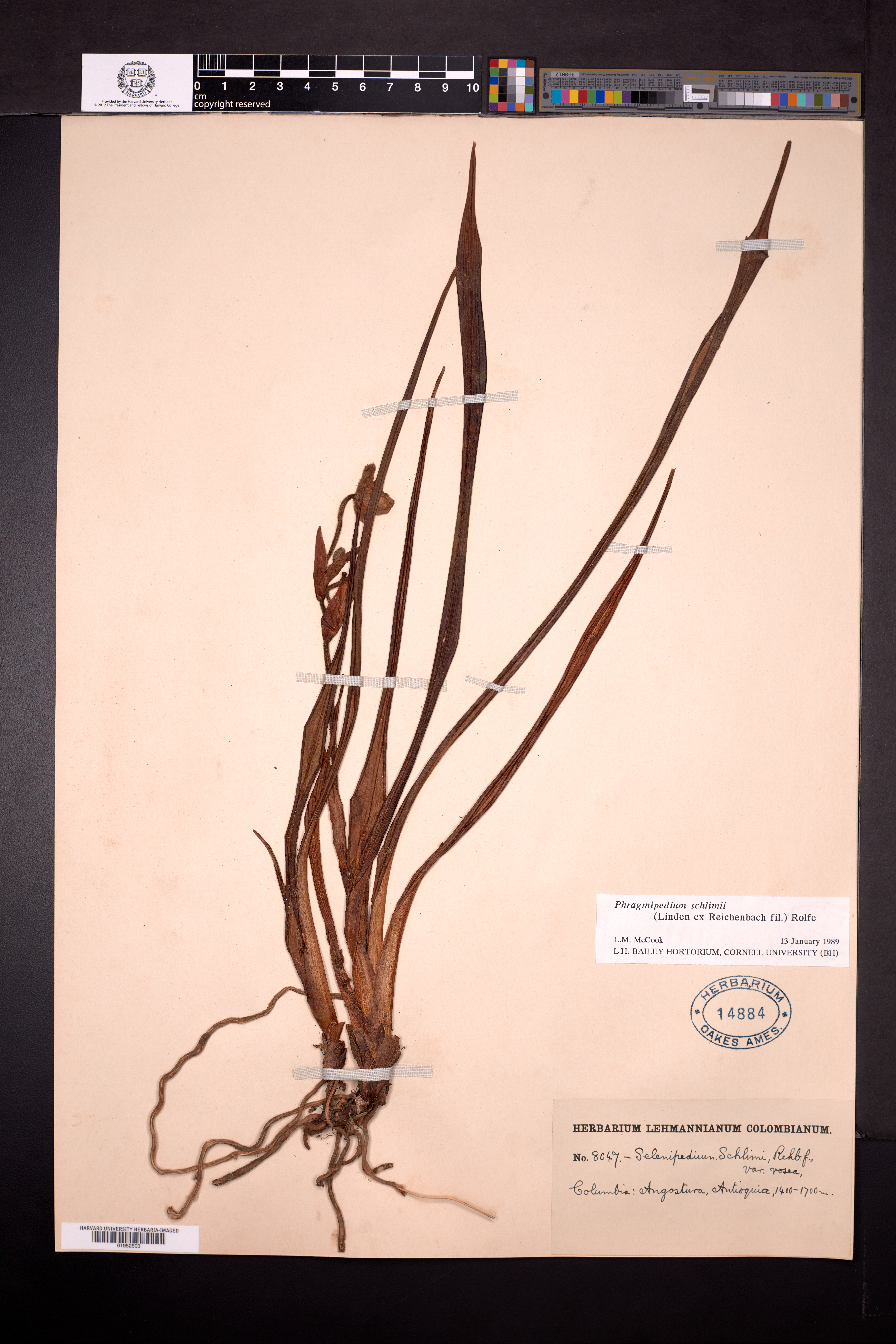 Phragmipedium schlimii image