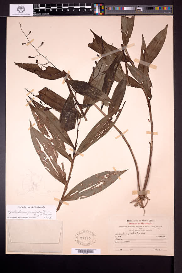 Epidendrum floribundum image