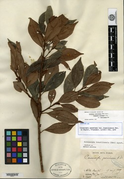 Cybianthus gigantophyllus image