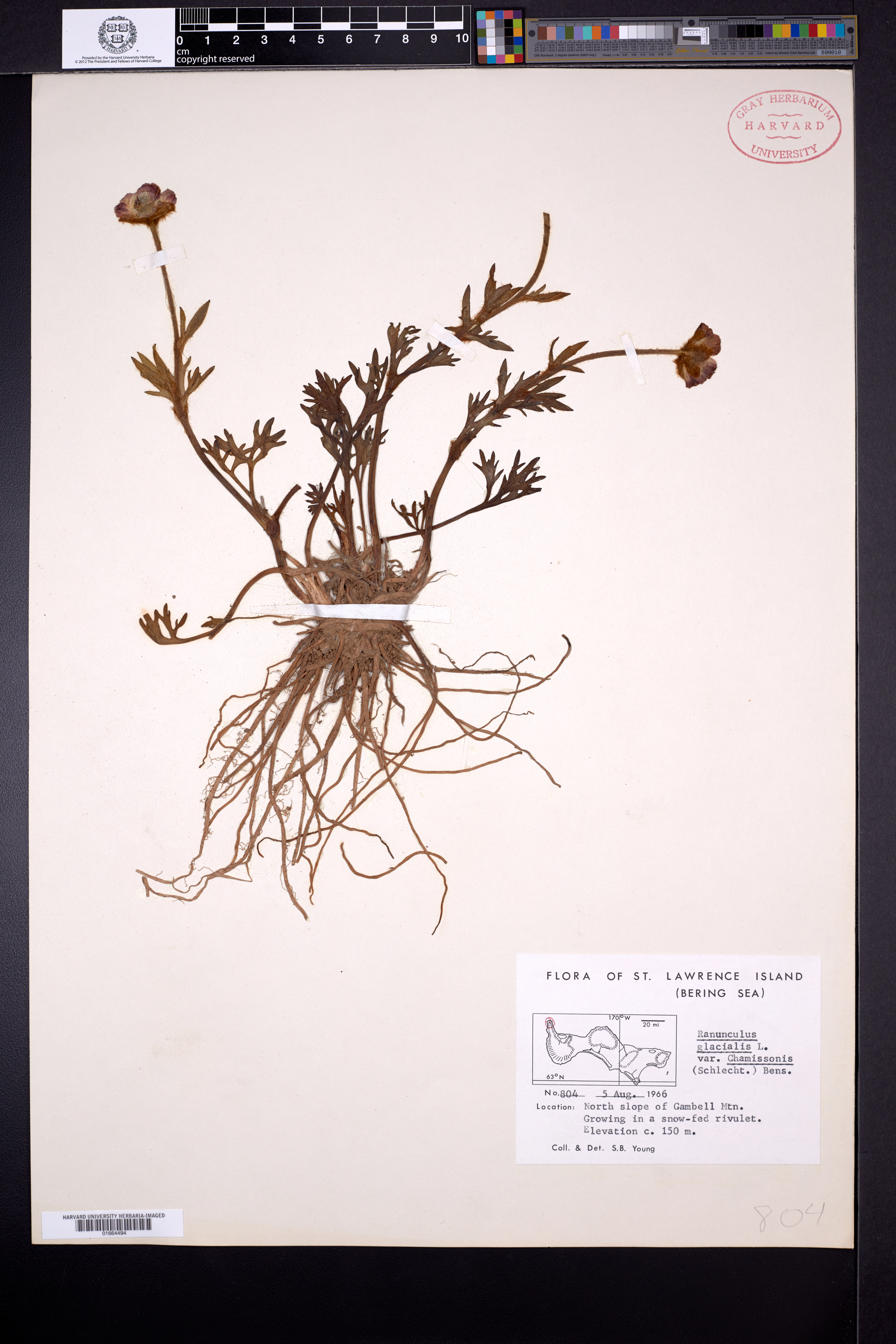 Ranunculus glacialis var. camissonis image