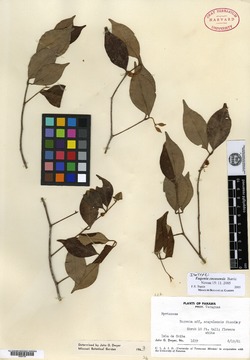Eugenia cocosensis image