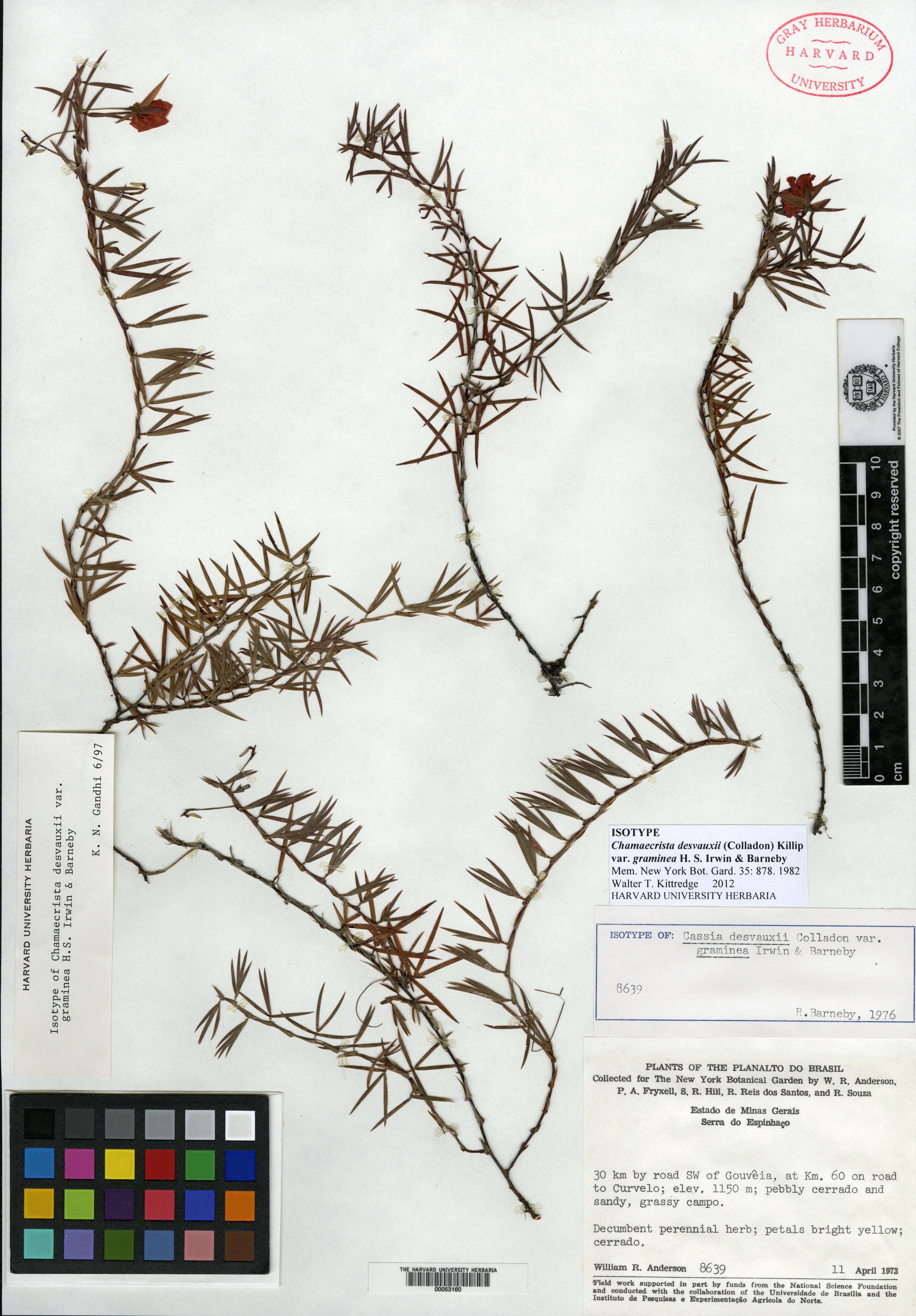 Chamaecrista glandulosa var. andreana image