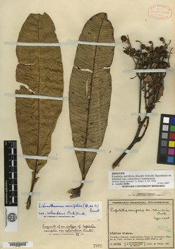 Libanothamnus neriifolius var. columbicus image