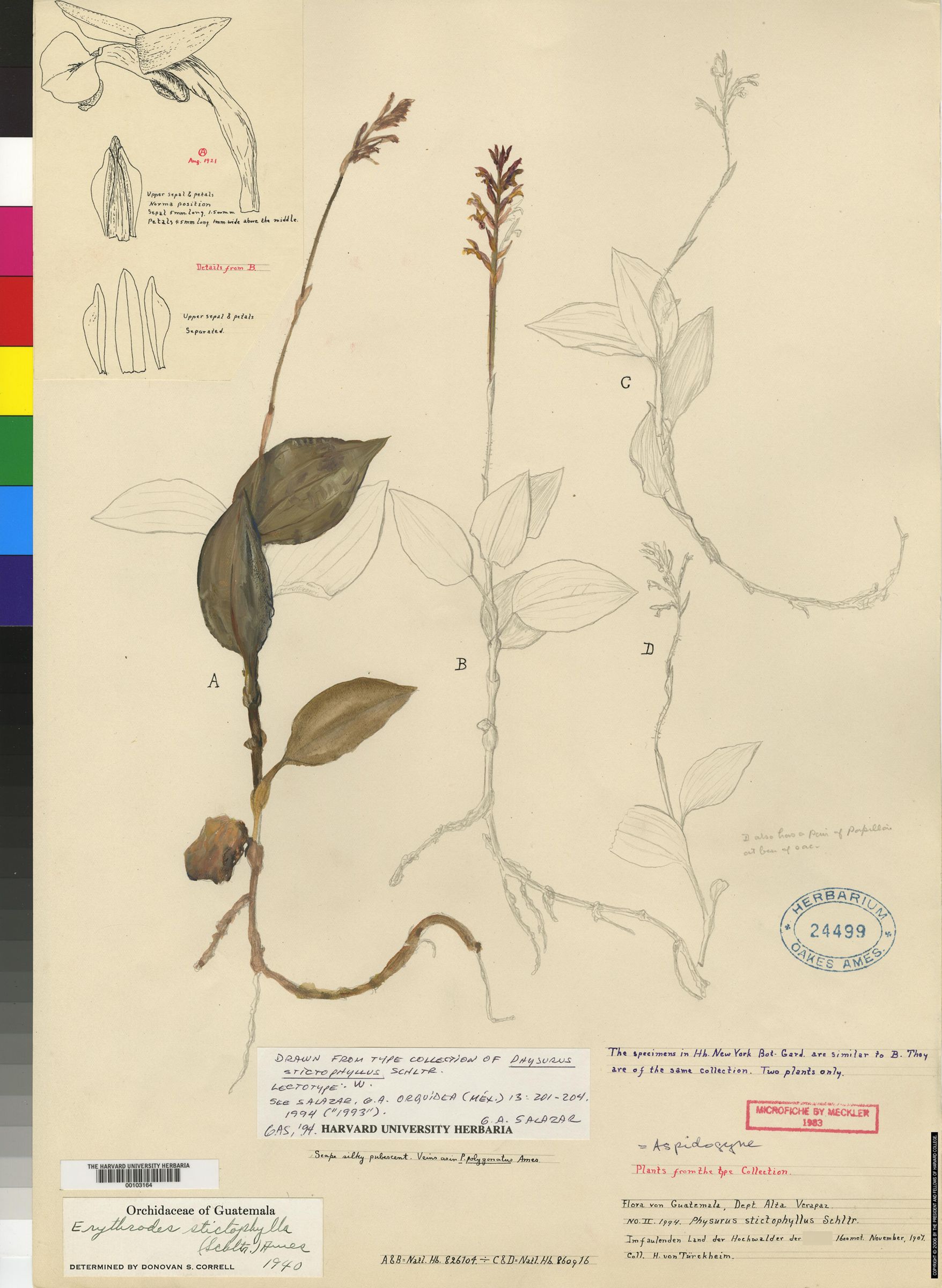 Aspidogyne stictophylla image