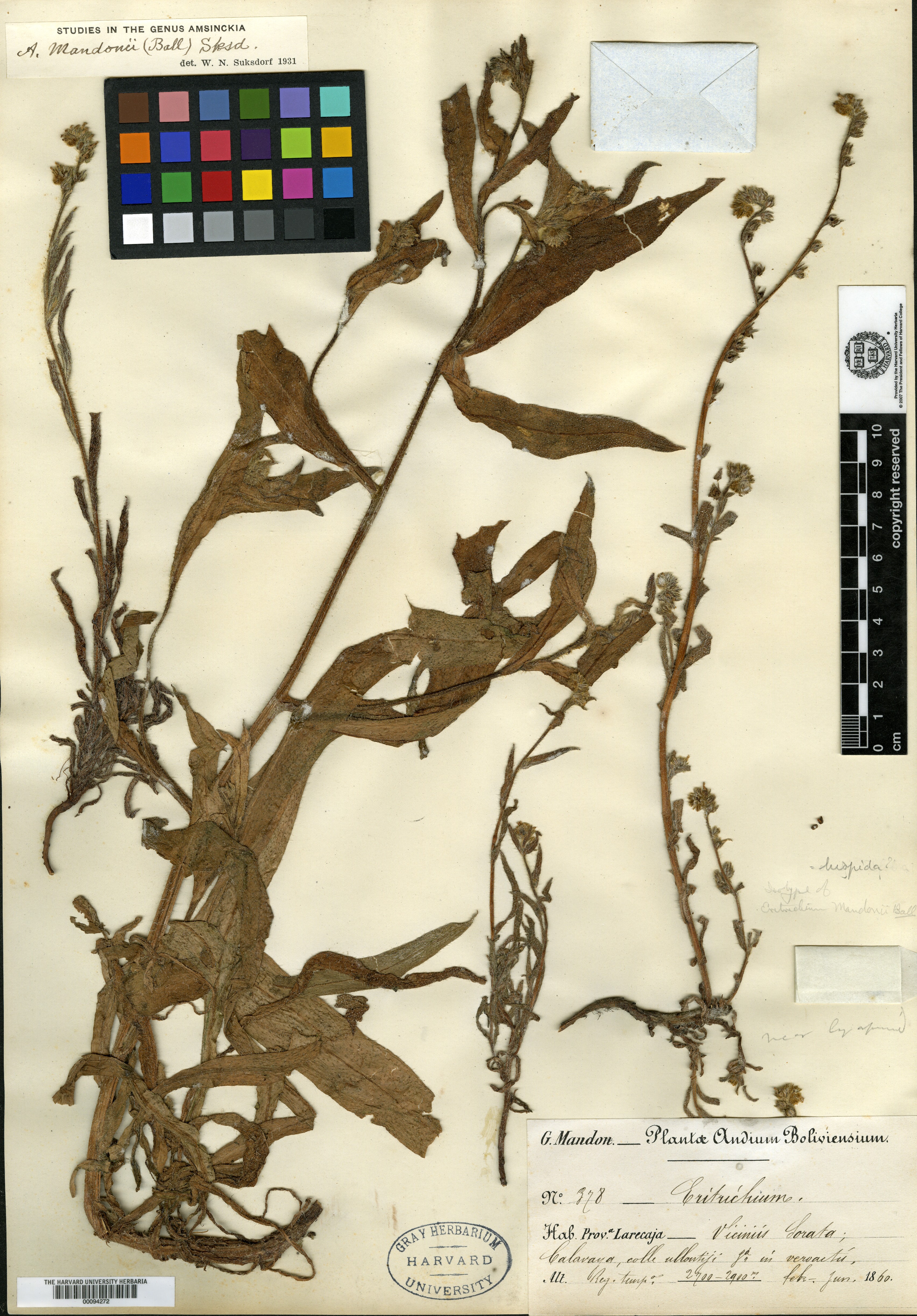 Eritrichium mandonii image