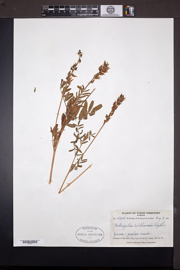 Astragalus williamsii image