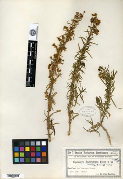 Calceolaria buchtieniana image