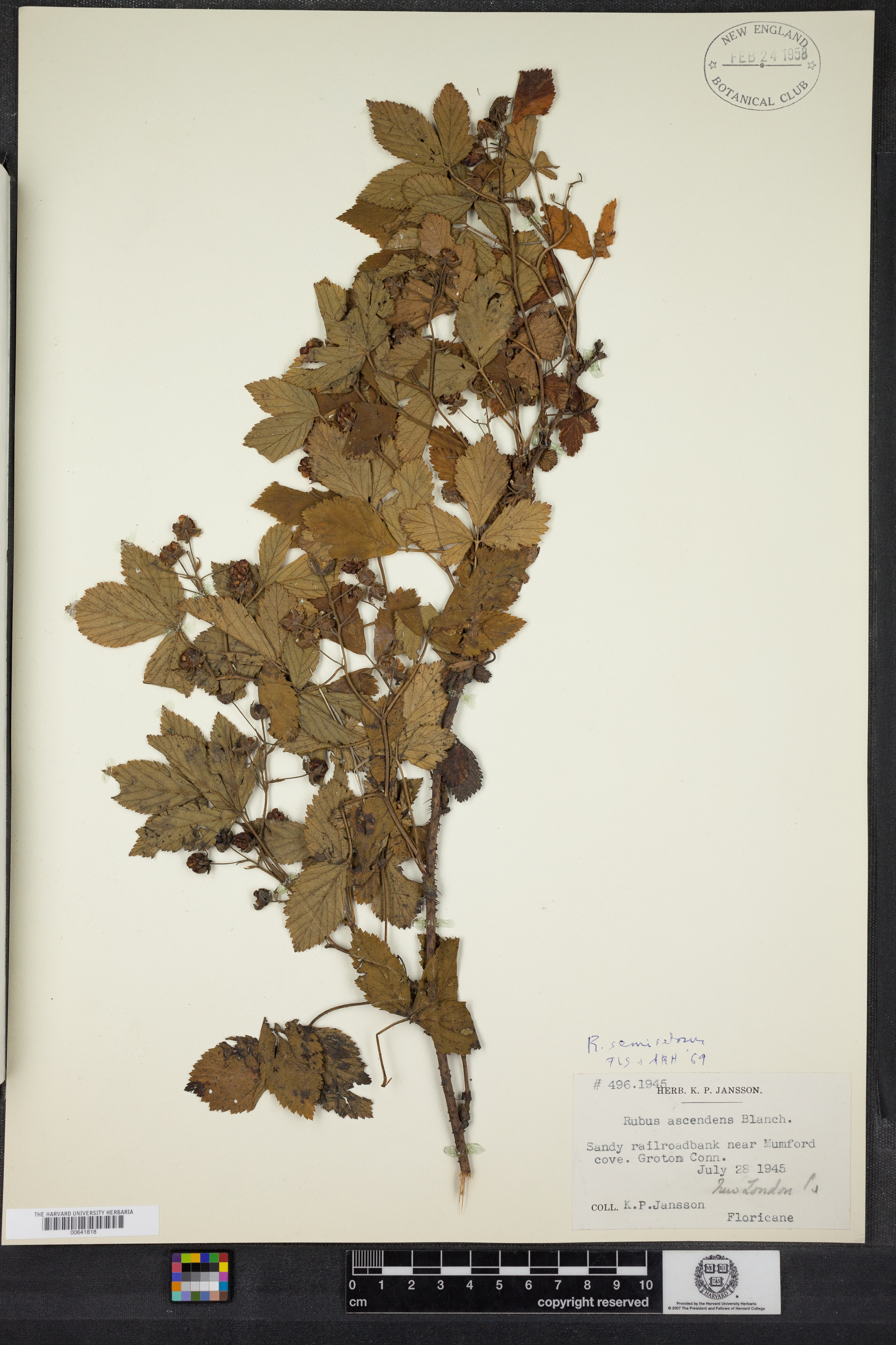 Rubus semisetosus image
