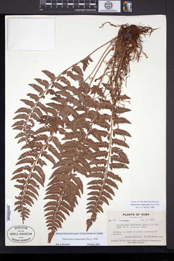 Polystichum trapezoides image