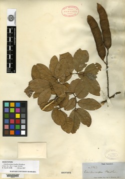 Lonchocarpus mirandinus image