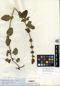 Stachys sprucei image