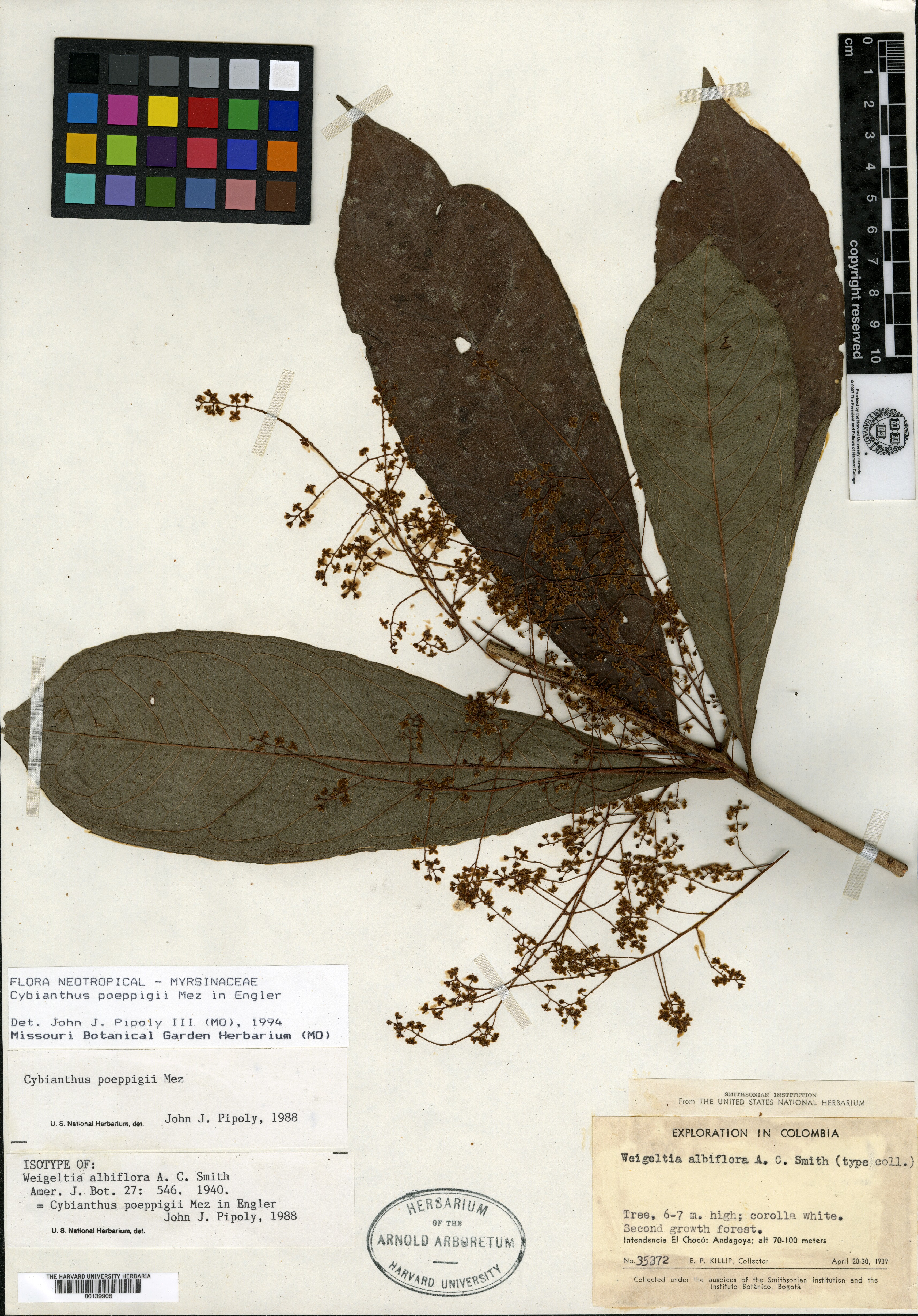 Syzygium eugenioides image