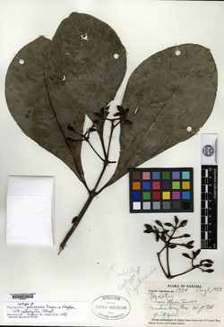 Psychotria calophylla image