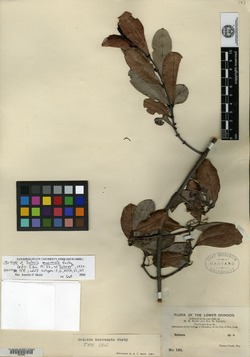 Cheiloclinium cognatum image