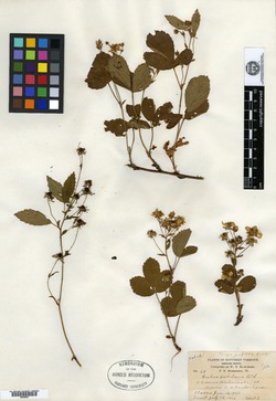 Rubus cubitans image