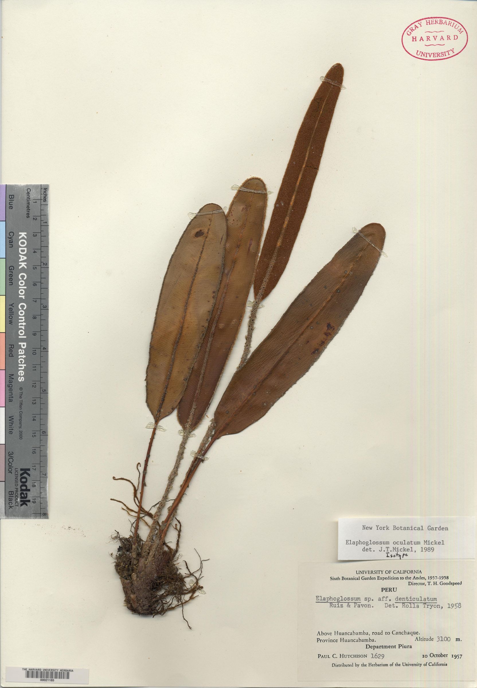 Elaphoglossum oculatum image