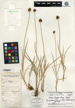 Carex soperi image