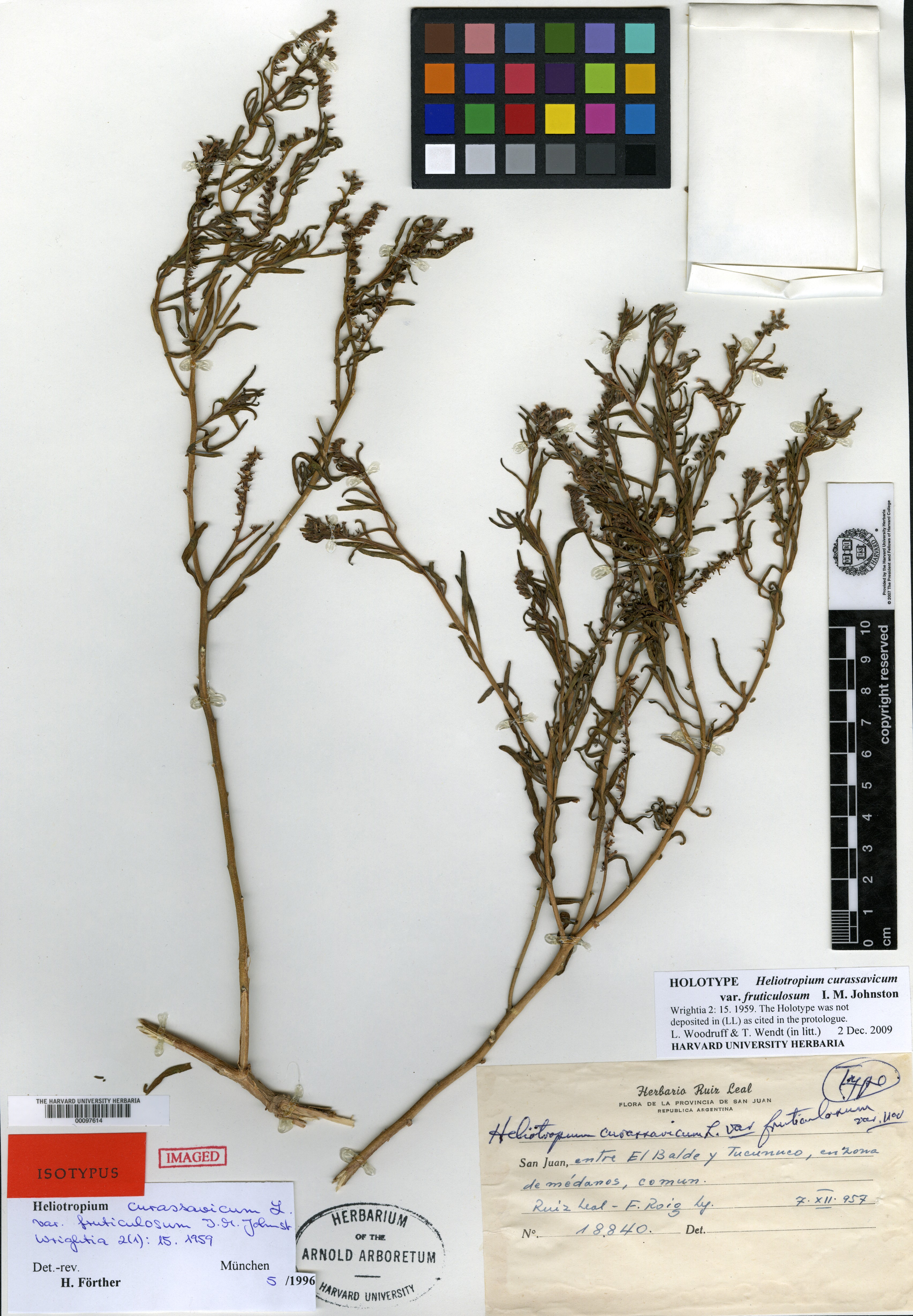 Heliotropium erianthum image