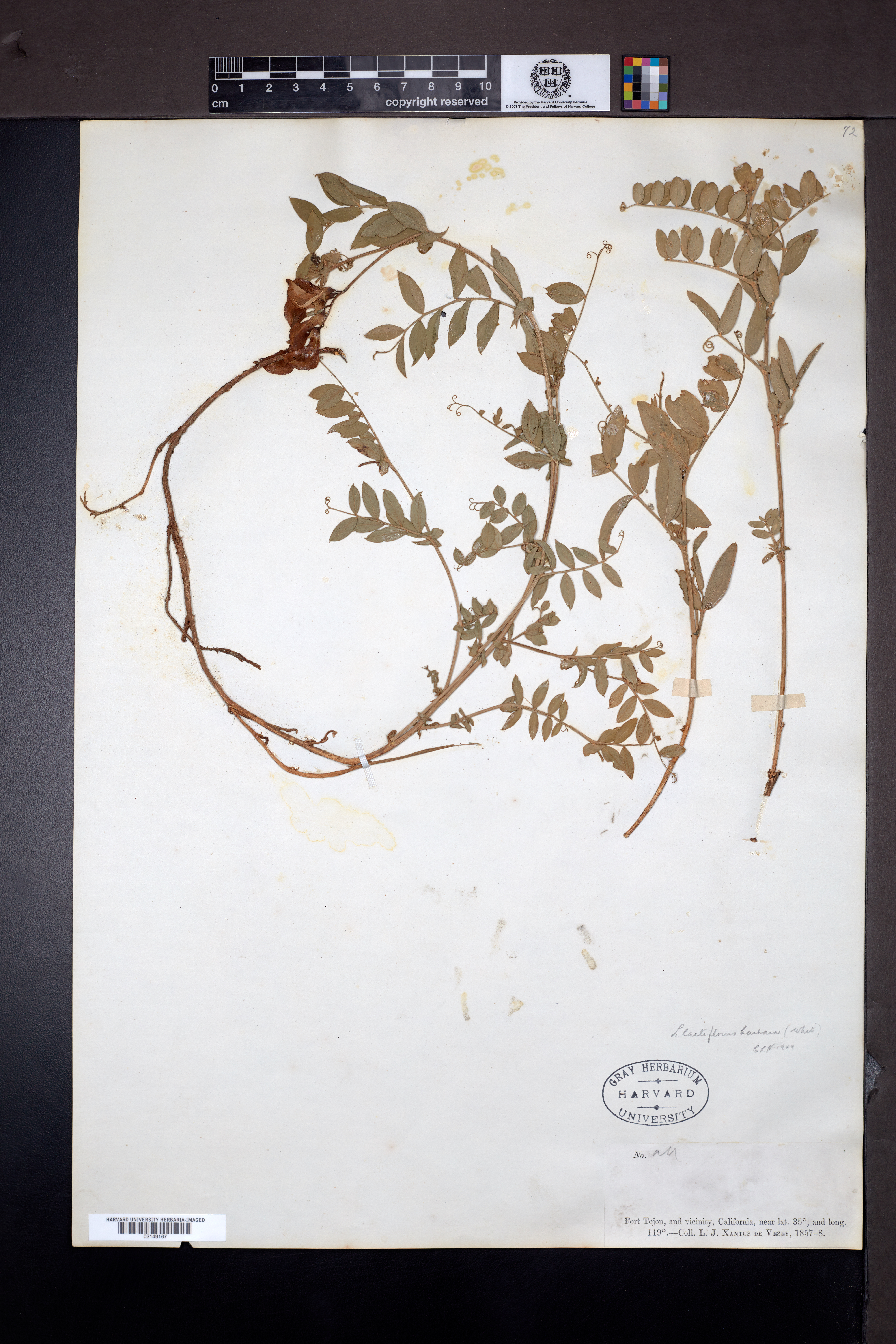 Lathyrus laetiflorus subsp. barbarae image