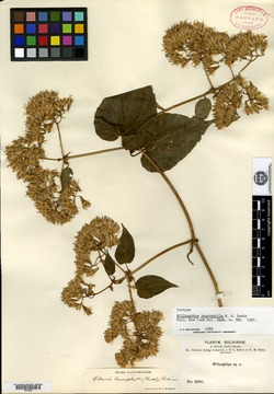Willoughbya leucophylla image