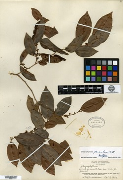 Chrysophyllum parvulum image