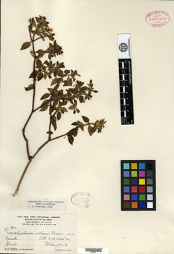 Monochaetum glanduliferum image