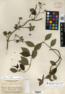 Manettia rivulorum image
