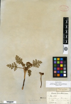 Cymopterus glomeratus image