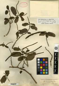 Piper tuberculatum var. obtusifolium image