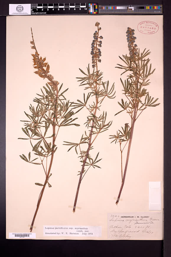 Lupinus parviflorus subsp. myrianthus image