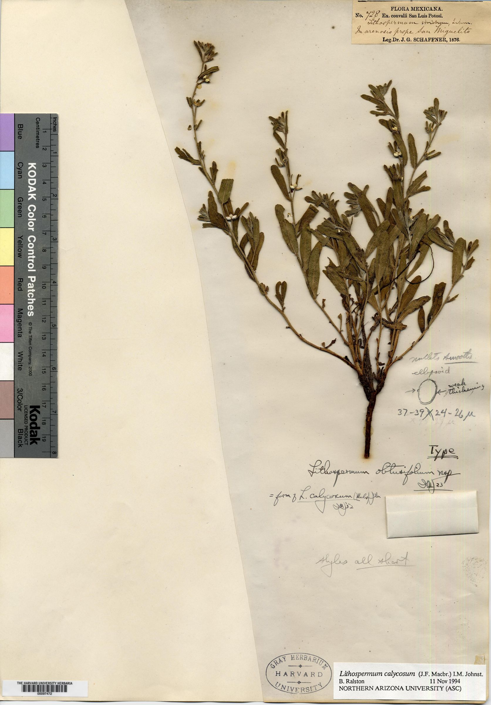 Lithospermum obtusifolium image
