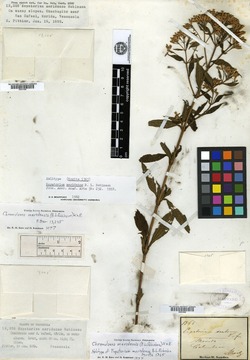 Chromolaena meridensis image