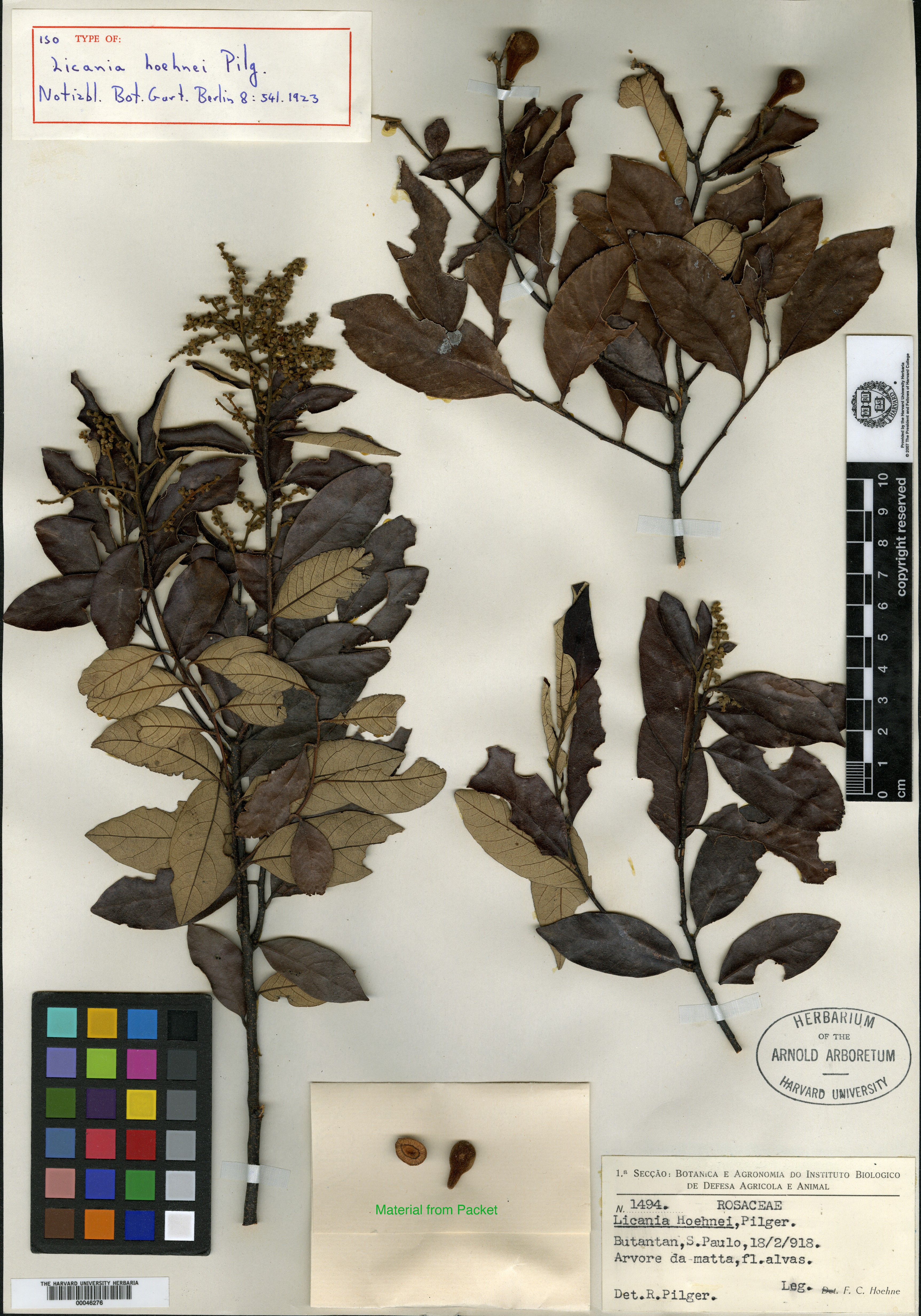 Licania oblongifolia image