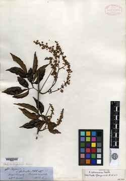 Serjania sphaerococca image