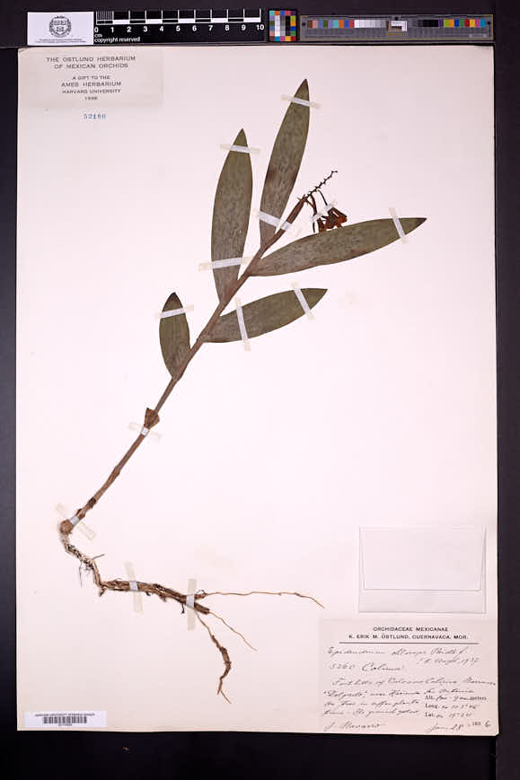 Epidendrum chlorops image