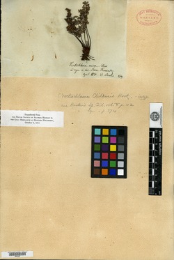 Argyrochosma chilensis image